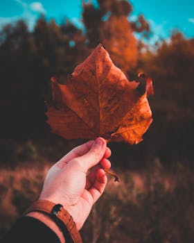 A vibrant autumn leaf held in hand against a blurred scenic forest in fall.
