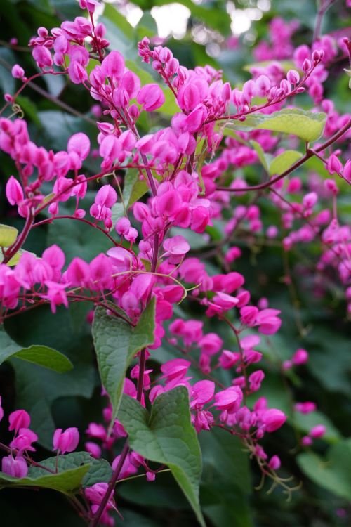 Free Delicate pink blossoms captured in a vibrant floral display against lush green foliage. Stock Photo