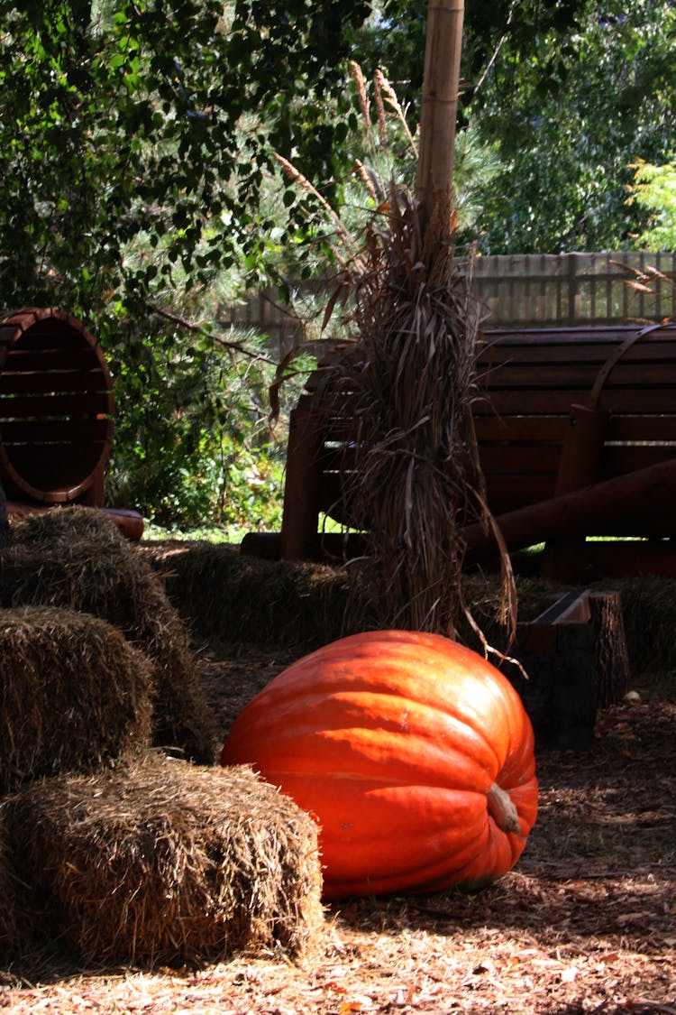 Close-up Photo Of Giant Pumpkin 