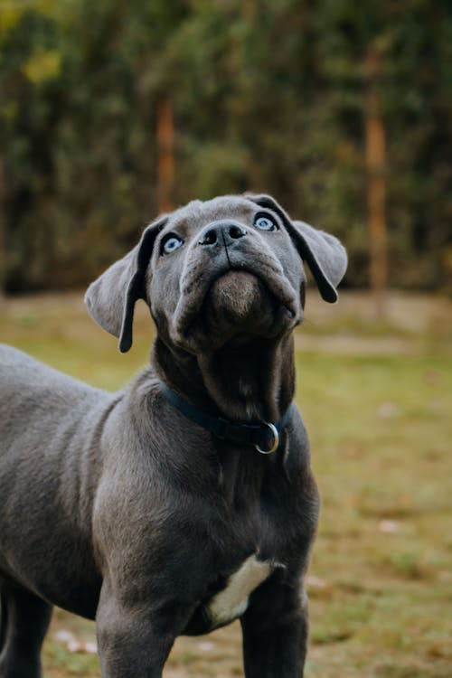 Cane Corso Puppy with Blue Eyes