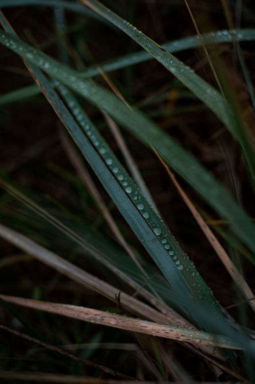 Free Close-up of fresh dew on green grass blades, capturing natural beauty and freshness. Stock Photo