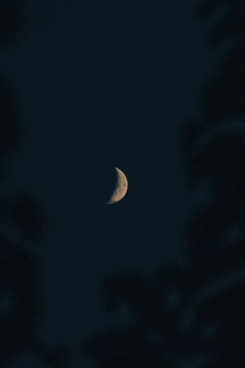 나뭇잎, 달, 밤의 무료 스톡 사진