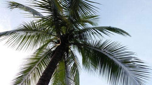 Free Upward view of a coconut palm tree against a blue sky in Manikganj, Bangladesh. Stock Photo