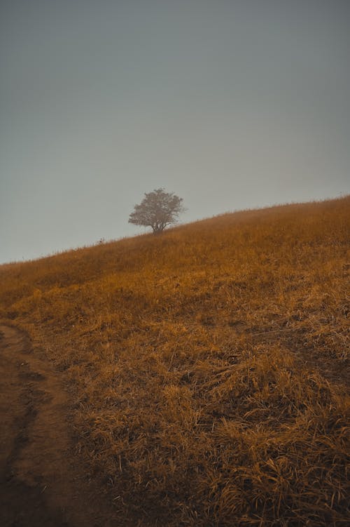 Foto profissional grátis de árvore, campo, enevoado