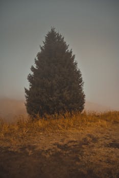 A solitary evergreen tree stands in a foggy meadow with golden grass, creating a serene atmosphere.