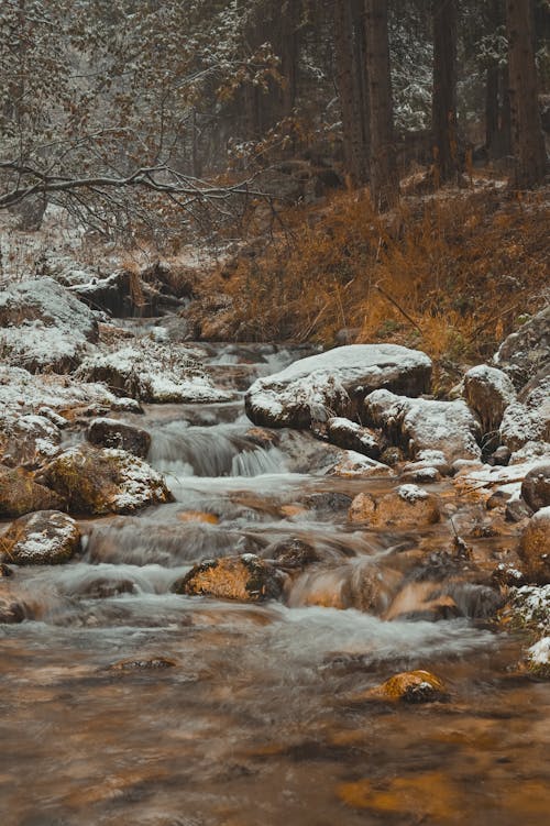 Foto profissional grátis de água, floresta, fluido