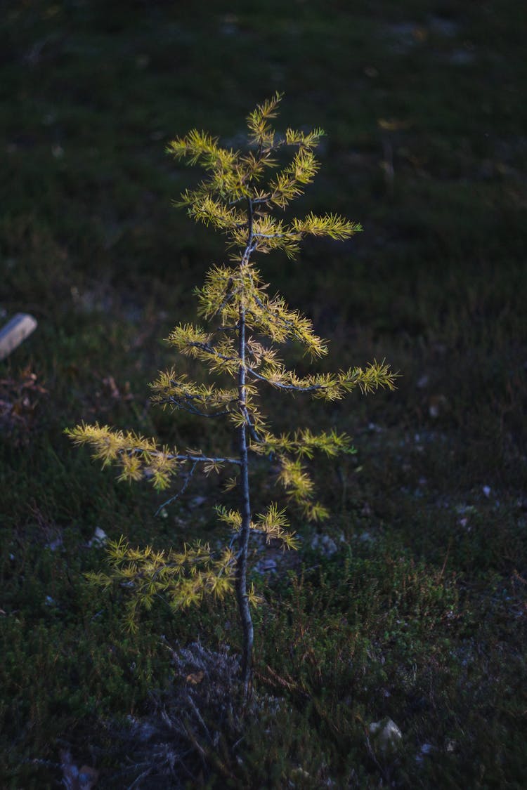 Young Needle Tree