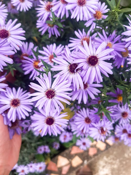 Free stock photo of beautiful flower, flower photography, purple