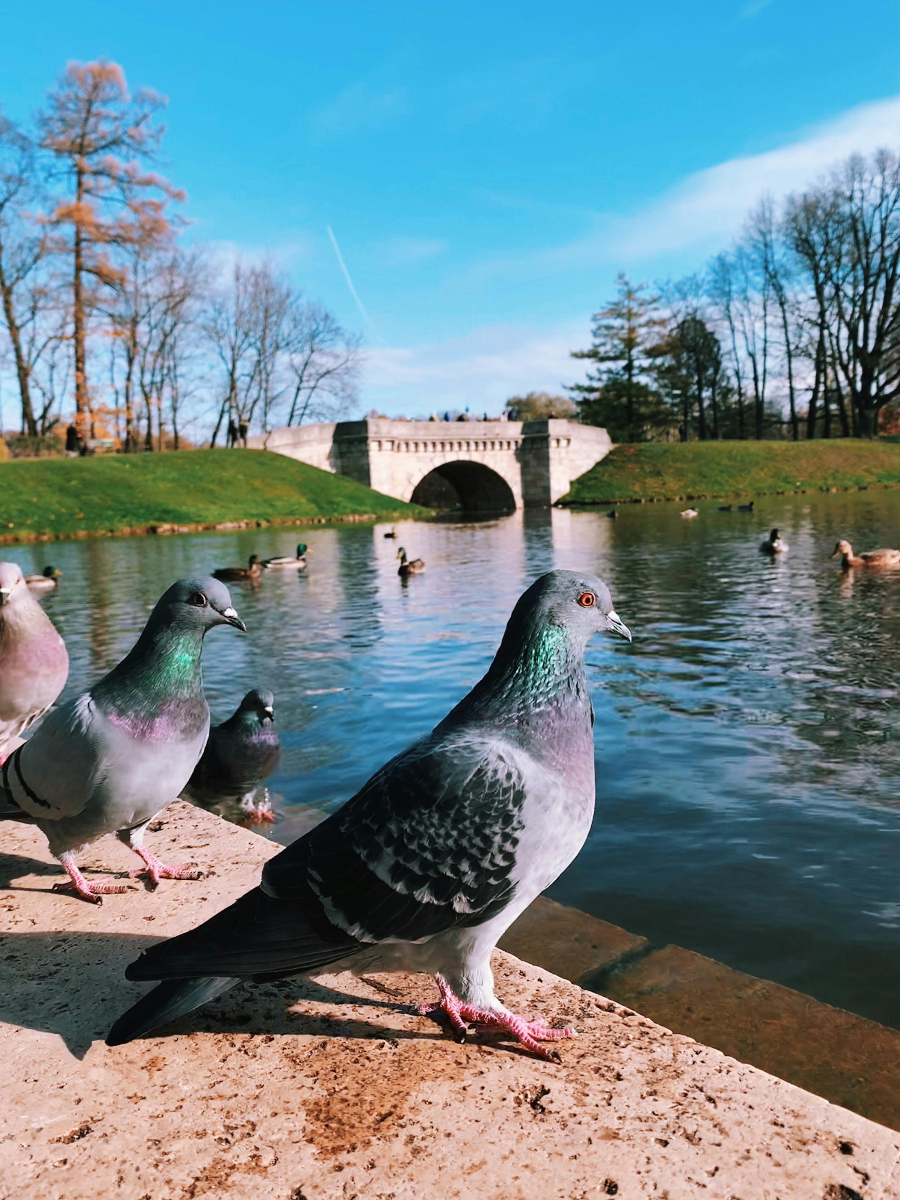 pigeons on bank near river