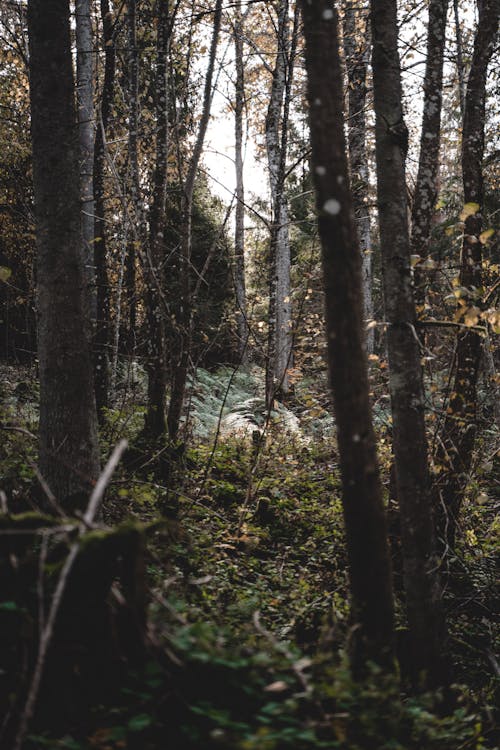 Fotos de stock gratuitas de arboles, bosque, naturaleza