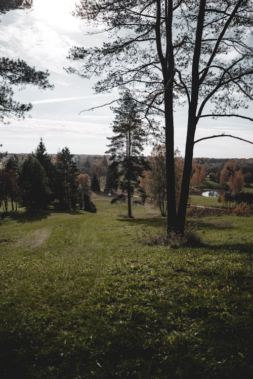 Základová fotografie zdarma na téma padání, podzim, příroda