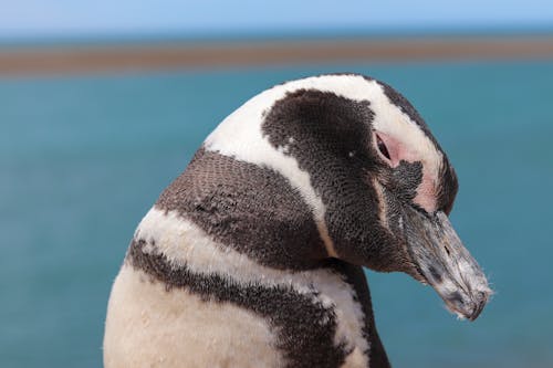 afrika pengueni, deniz kuşu, gaga içeren Ücretsiz stok fotoğraf