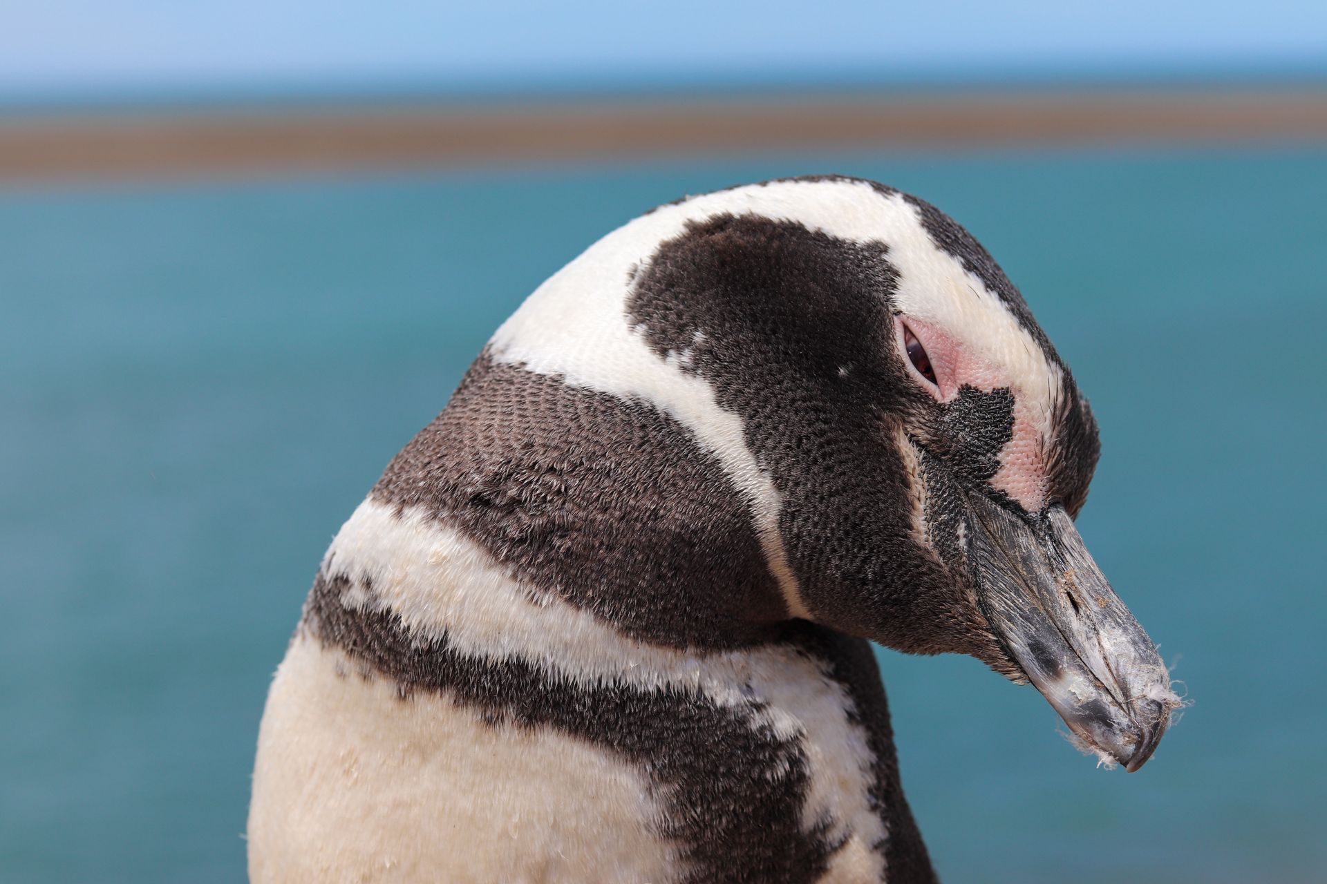 Intimate close-up of a Magellanic penguin by the sea in Chubut Province, Argentina.
