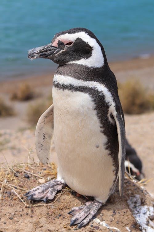 Ingyenes stockfotó afrikai pingvin, áll, állat témában
