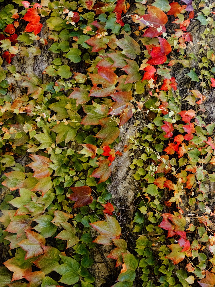 Autumn Leaves Wrapped Around Tree Trunk