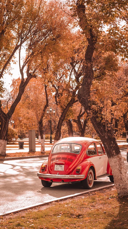 A Volkswagen Beetle Parked Near Brown Tree