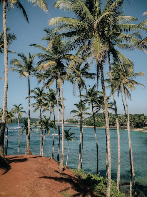 Ücretsiz ada, ağaçlar, cennet içeren Ücretsiz stok fotoğraf Stok Fotoğraflar