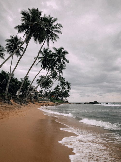 Palm Trees at the Beach