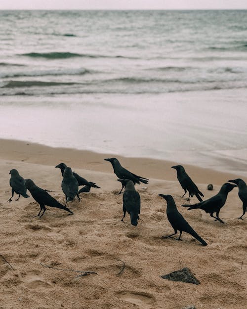 Murder of Crows on Beach