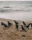 Murder of Crows on Beach