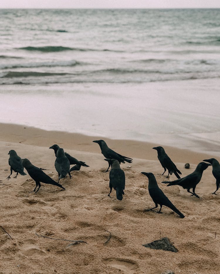 Murder Of Crows On Beach