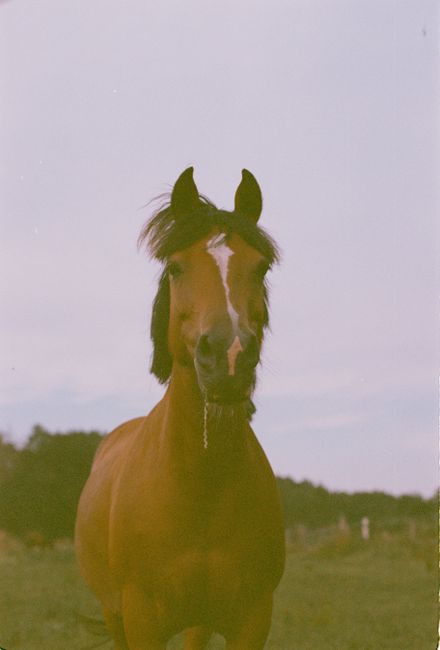 Close-up portrait of a brown horse standing in a grassy field under a cloudy sky.