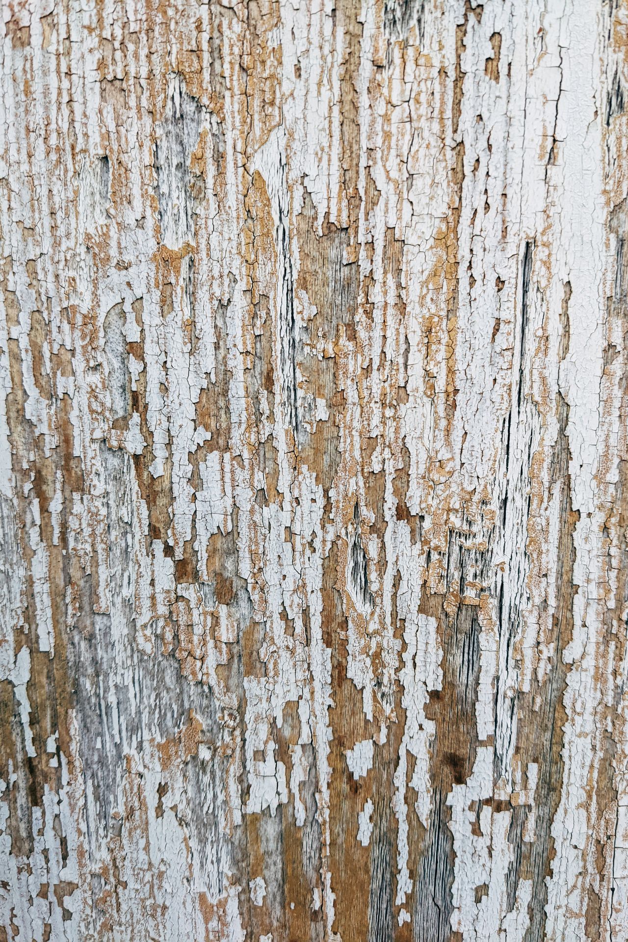 Close-up of weathered white paint chipped and worn away to show wood grain underneath