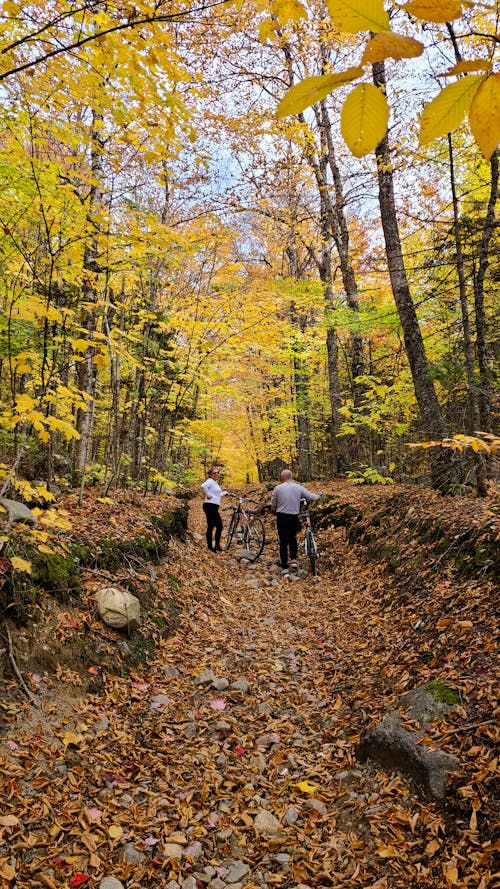 Two People with Bicycles in a Forest Path 