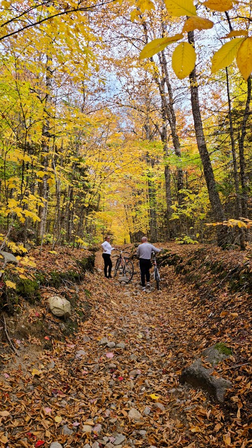 Immagine gratuita di alberi, autunno, boschi