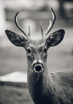 Monochrome portrait of a male deer with antlers looking directly at the camera in a forest setting.