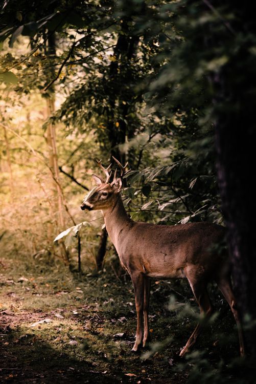 Deer in the Forest · Free Stock Photo