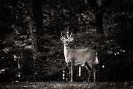 Male Deer Standing at Edge of Forest