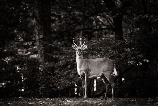 Male Deer Standing at Edge of Forest