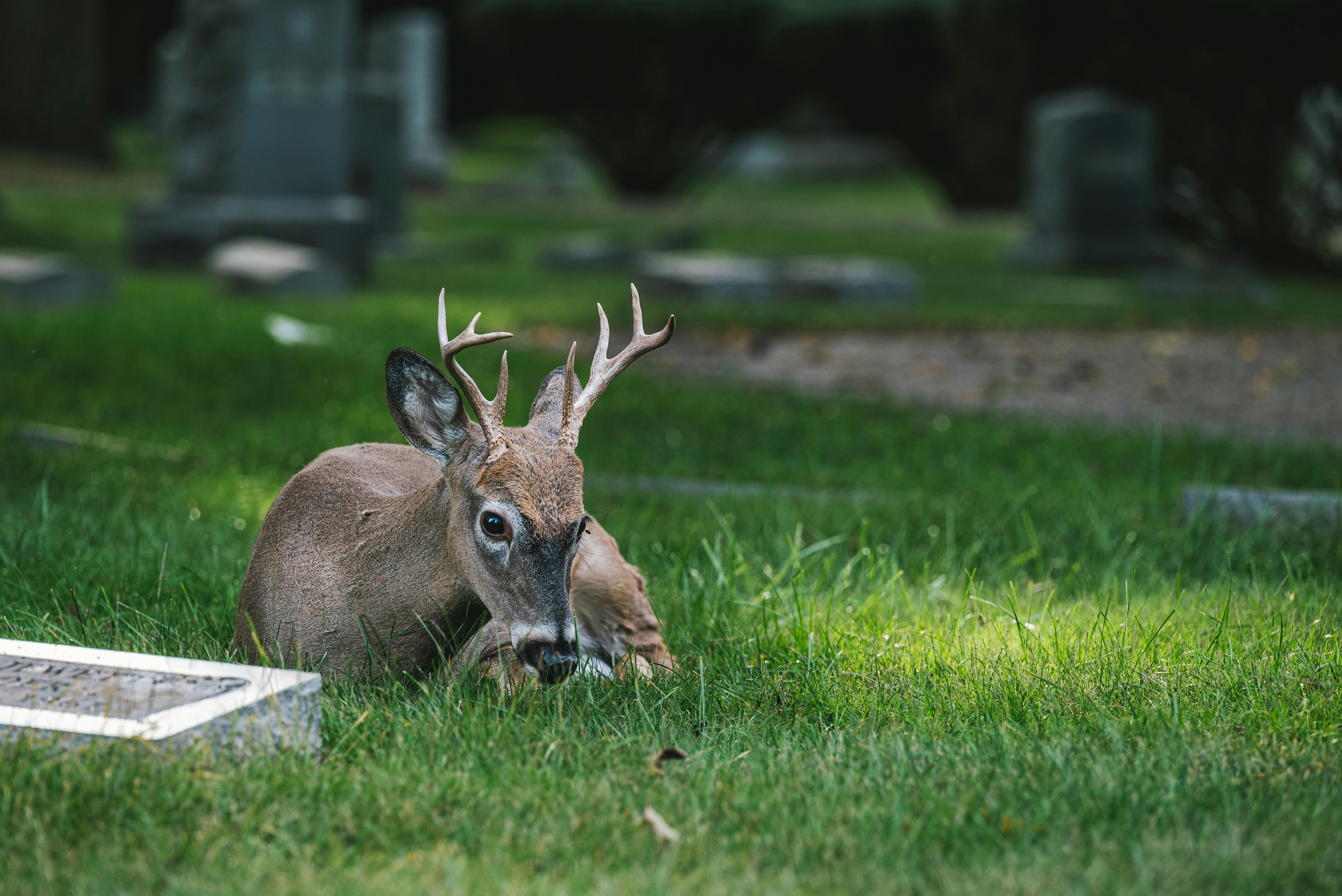 grátis Foto profissional grátis de ambiente natural, animais selvagens, animais selvagens urbanos Foto profissional