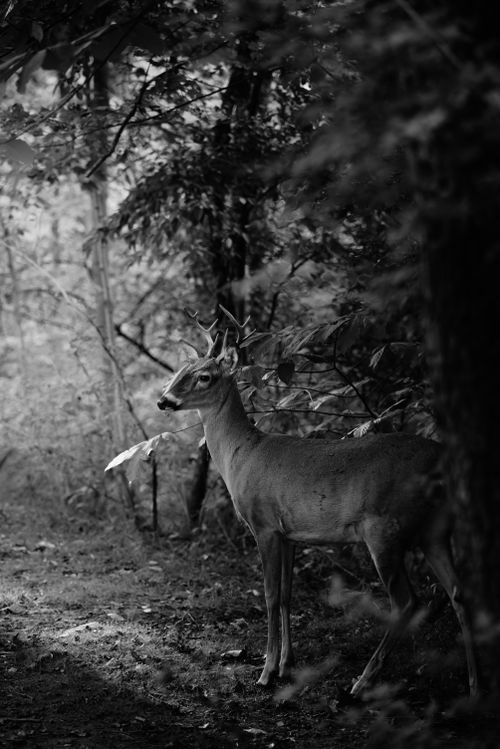 Free A black and white photograph capturing a deer in a serene forest setting. Stock Photo