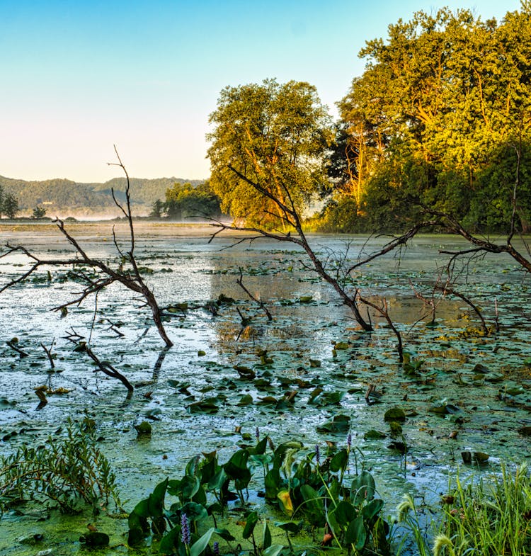 Leaves And Algae Floating On Water Surface