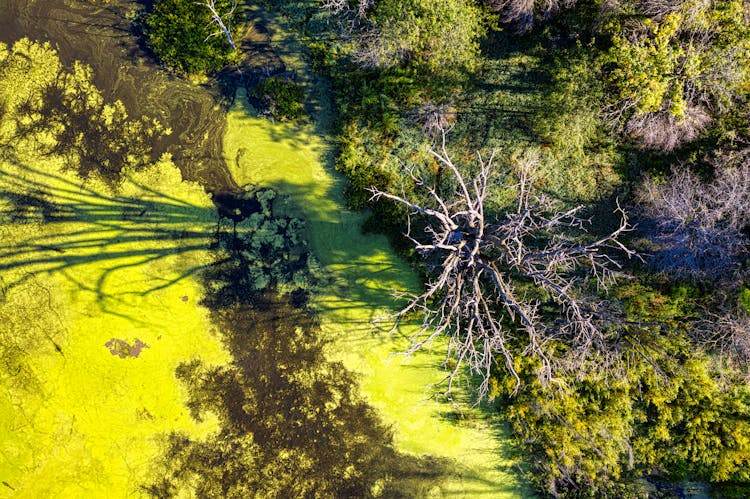 Water Surface Covered In Algae 