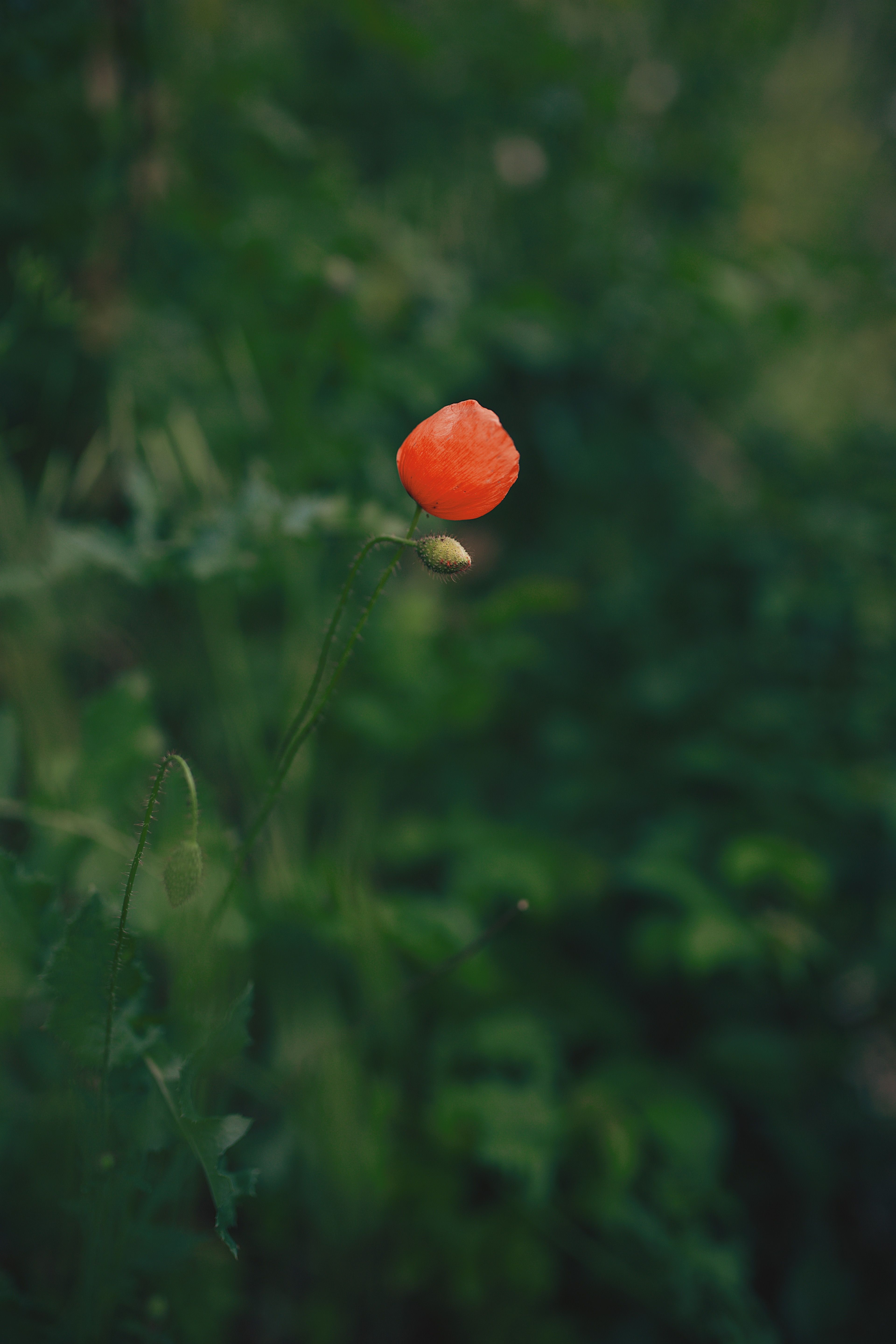A Red Poppy Flower in Full Bloom · Free Stock Photo