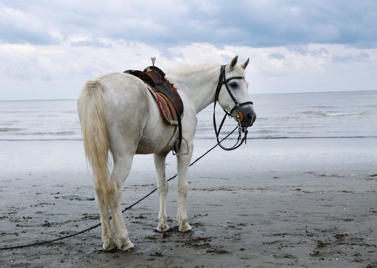 A White Horse Standing On The Beach