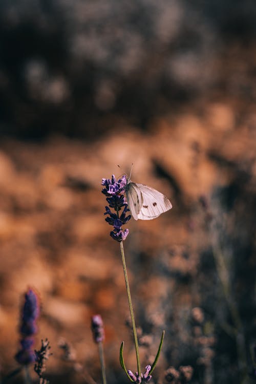 бесплатная Бесплатное стоковое фото с бабочка, вертикальный выстрел, на жердочке Стоковое фото