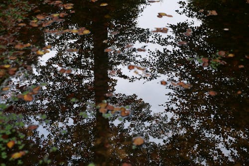 Kostnadsfria Kostnadsfri bild av damm, fallna löv, reflektion Stock foto