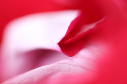 Free stock photo of petal, petals, red