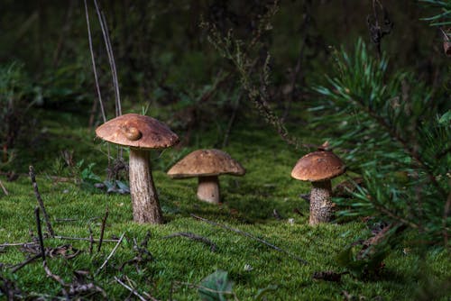 Free Brown Mushroom on Green Grass Stock Photo
