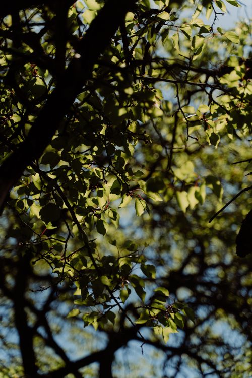 Free Vibrant close-up of green tree leaves with a clear blue sky backdrop. Stock Photo