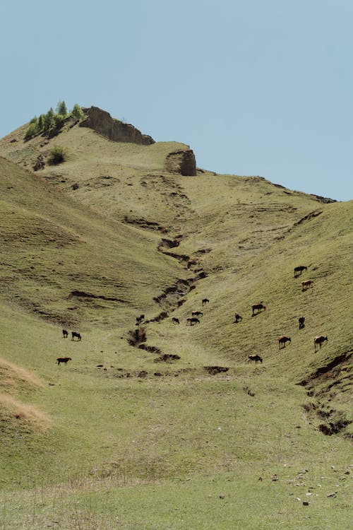 Kostenloses Stock Foto zu außerorts, berg, grasfläche