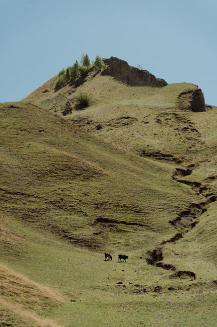 Idyllic rural landscape featuring cattle grazing on a grassy hillside under a clear sky.