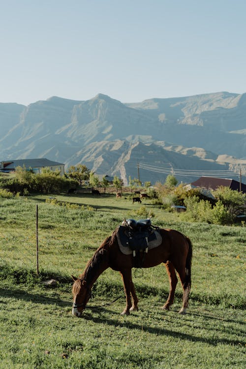 Fotos de stock gratuitas de animal, caballo, cáucaso