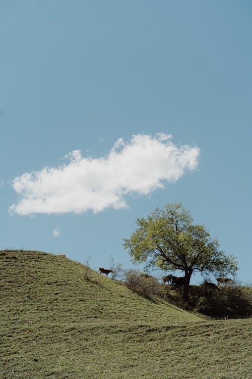 Darmowe zdjęcie z galerii z błękitne niebo, cattles, krajobraz