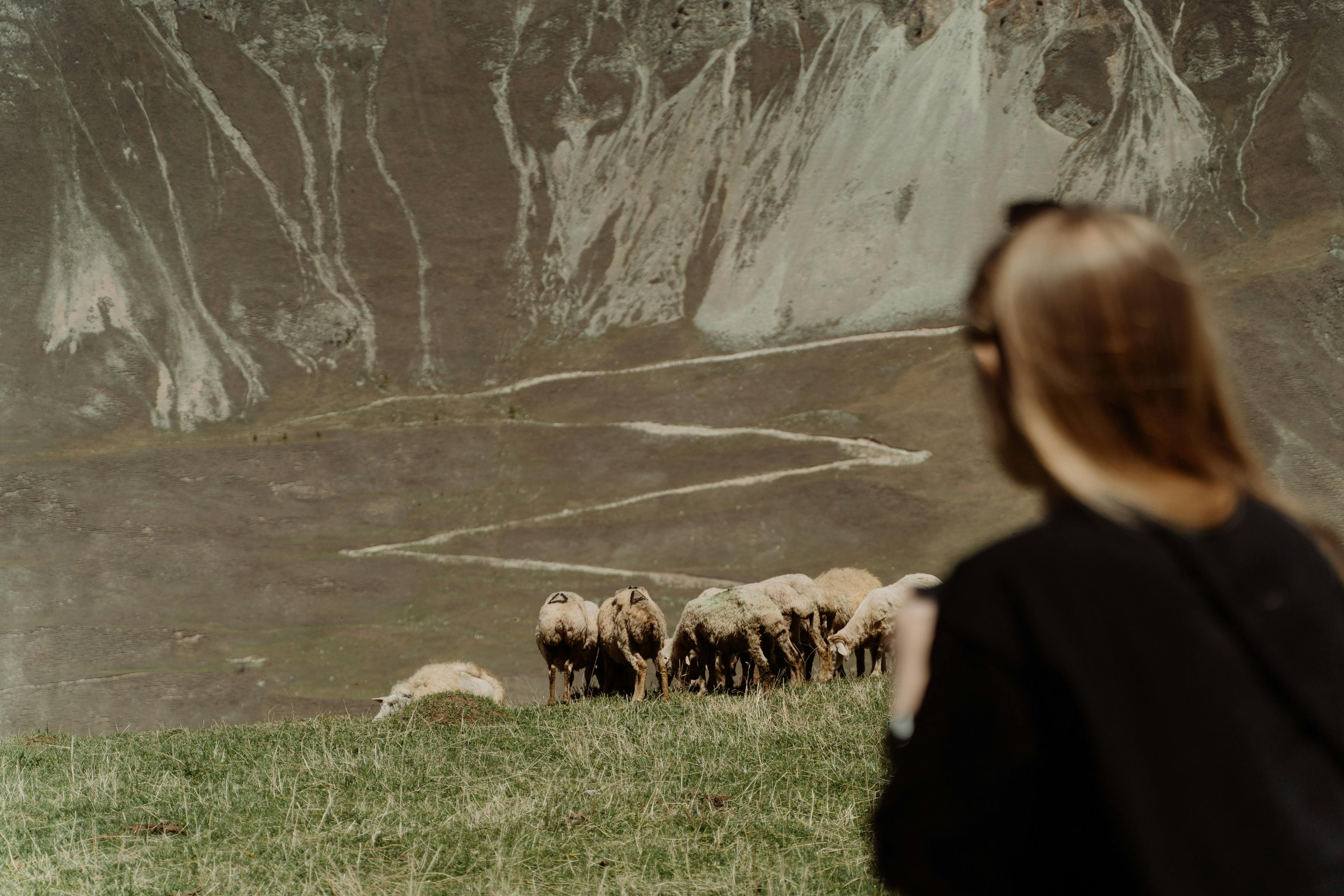 A Woman Looking at the Herd of Sheep on Grass Field