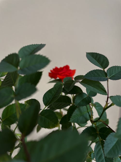 Selective Focus Photo of Rose Leaves 